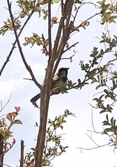 Passer domesticus