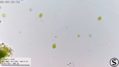 Chlorella