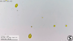 Chlorella