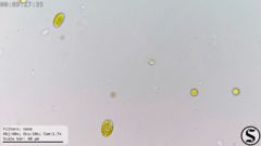 Chlorella