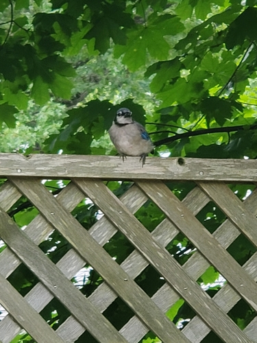 Blue Jay photographed in Massachusetts