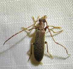 Sparedrus aspersus
