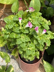 Torenia fournieri
