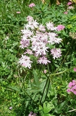 Heracleum austriacum