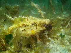 Ogcocephalus