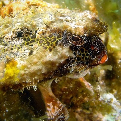 Ogcocephalus