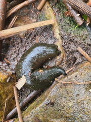 Haemopis