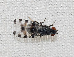 Pseudotephritis approximata