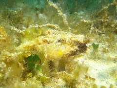Ogcocephalus