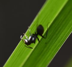 Camponotus novogranadensis