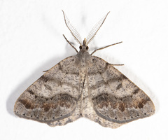 Macaria loricaria