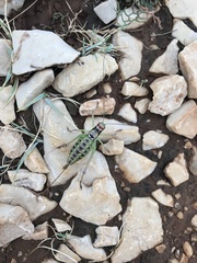 Ephippiger discoidalis