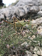 Ephippiger discoidalis