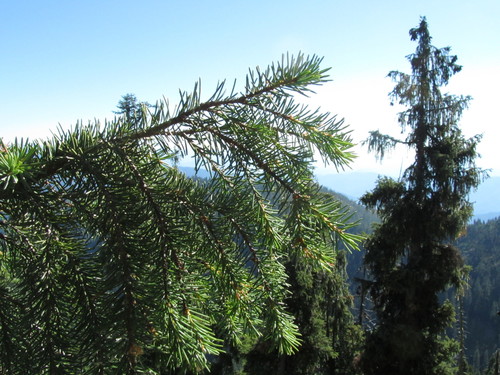 Brewer's spruce