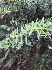 Podocarpus nubigenus