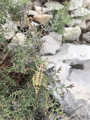 Ephippiger discoidalis