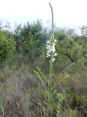 Oenothera glaucifolia