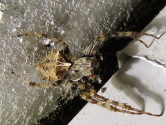 Acanthepeira stellata