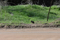 Otospermophilus beecheyi nesioticus