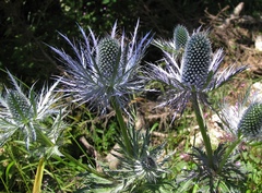 Eryngium alpinum