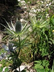 Eryngium alpinum