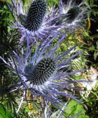 Eryngium alpinum