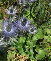Eryngium alpinum