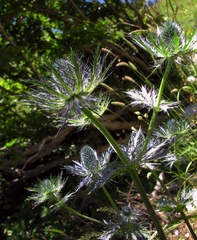 Eryngium alpinum
