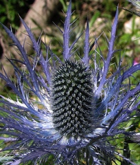 Eryngium alpinum