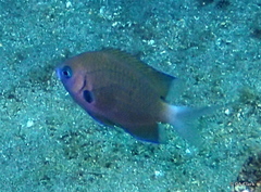 Pycnochromis pacifica