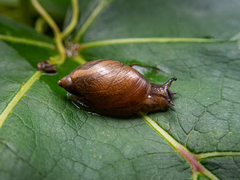 Oxyloma retusum