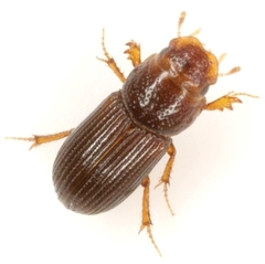 Platytomus longulus