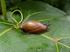 Oxyloma retusum