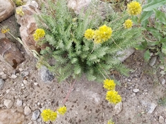 Ivesia gordonii