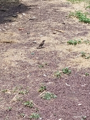 Passer domesticus