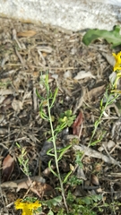 Corydalis micrantha