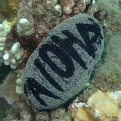 Holothuria whitmaei