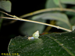 Satsuma viridibasis