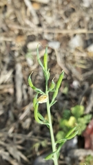 Corydalis micrantha