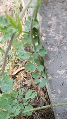Corydalis micrantha