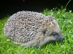Erinaceus europaeus