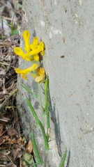 Corydalis micrantha