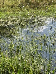 Alisma plantago-aquatica