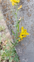 Corydalis micrantha