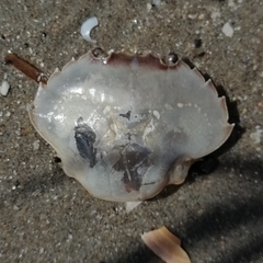 Liocarcinus holsatus