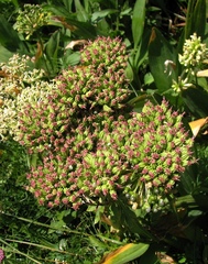 Pleurospermum austriacum