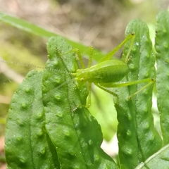 Leptophyes punctatissima