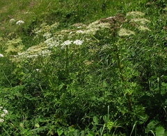 Pleurospermum austriacum