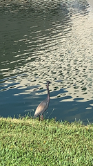 Egretta tricolor image