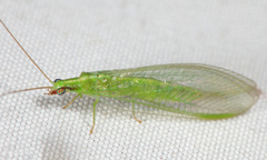 Chrysoperla harrisii